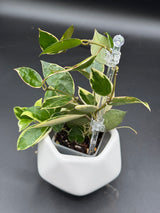 lacunosa 'Asami' (outer var. clone 1) - WE-605