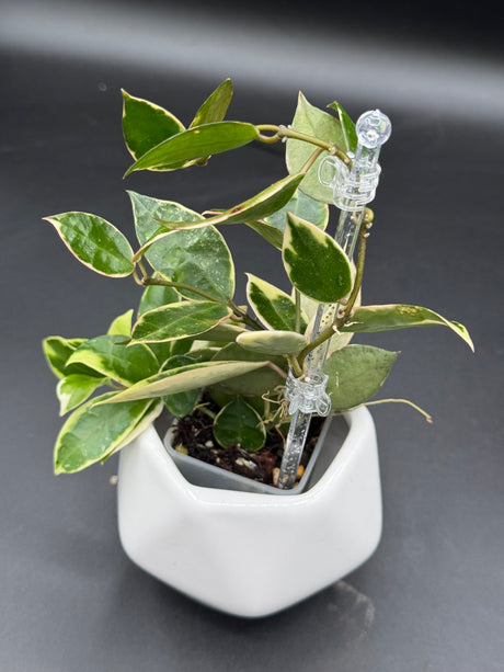 lacunosa 'Asami' (outer var. clone 1) - WE-605