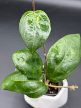 'Erika's Heart' GEH2301-02 ('Swiffer's Dream' x UNK) -WE-844