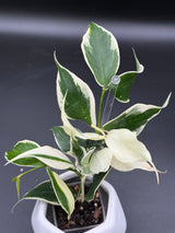 polyneura "Jamika' revert - WE-299