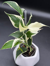 polyneura "Jamika' revert - WE-299