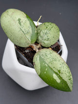 'Melachite Dream’ (GEH2301-1) - WG-105
