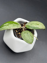 'Melachite Dream’ (GEH2301-1) - WG-105