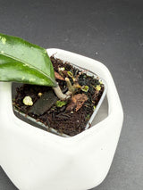 sp. Bur Senubung 'Opop’ - WG-106