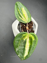 latifolia (FN015, inner variegated) - WG-115