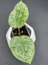 glabra (super splash) - WG-118