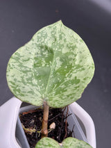 glabra (super splash) - WG-118