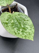 glabra (super splash) - WG-118