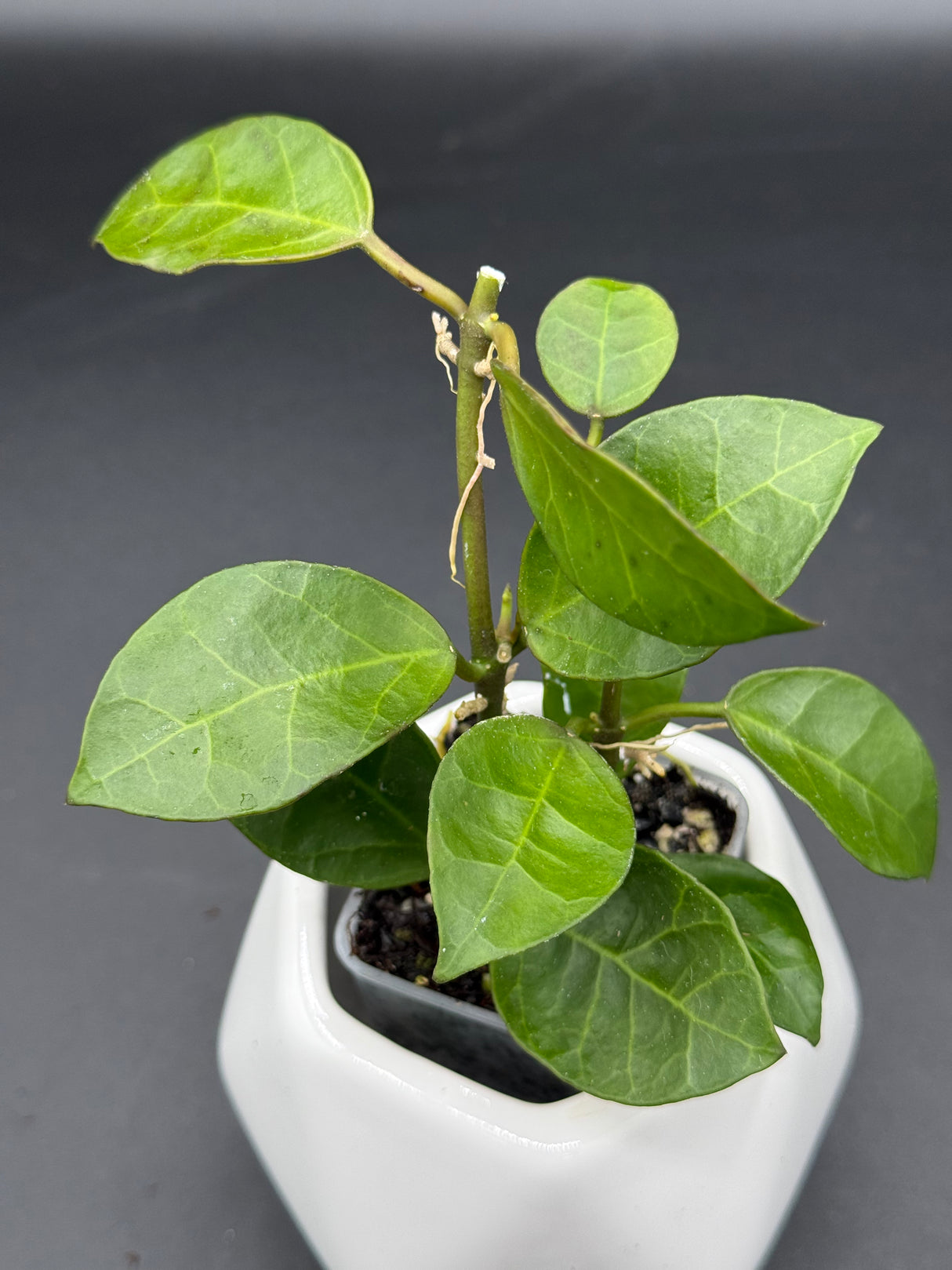 obscura (seedling, white UPT003) - WG-112