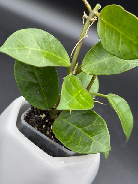 obscura (seedling, white UPT003) - WG-112