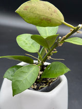 obscura (seedling, white UPT003) - WG-112
