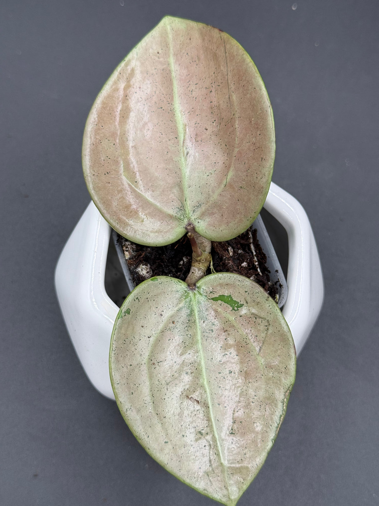 verticillata (heart leaf, silver) - WG-120