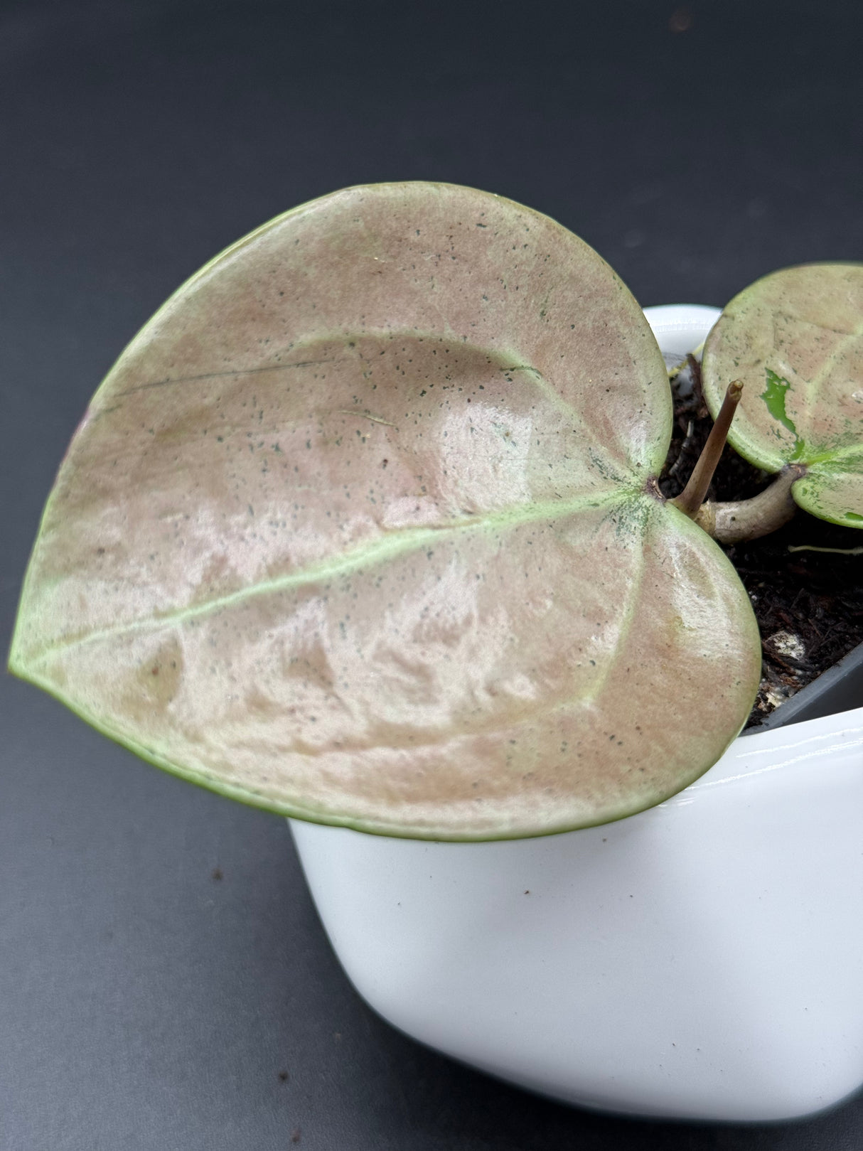 verticillata (heart leaf, silver) - WG-120