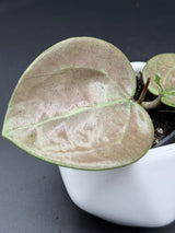 verticillata (heart leaf, silver) - WG-120
