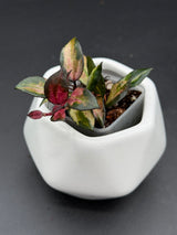lacunosa 'Scarlet Glow' (FKA 'Bruno' red) - WG-121