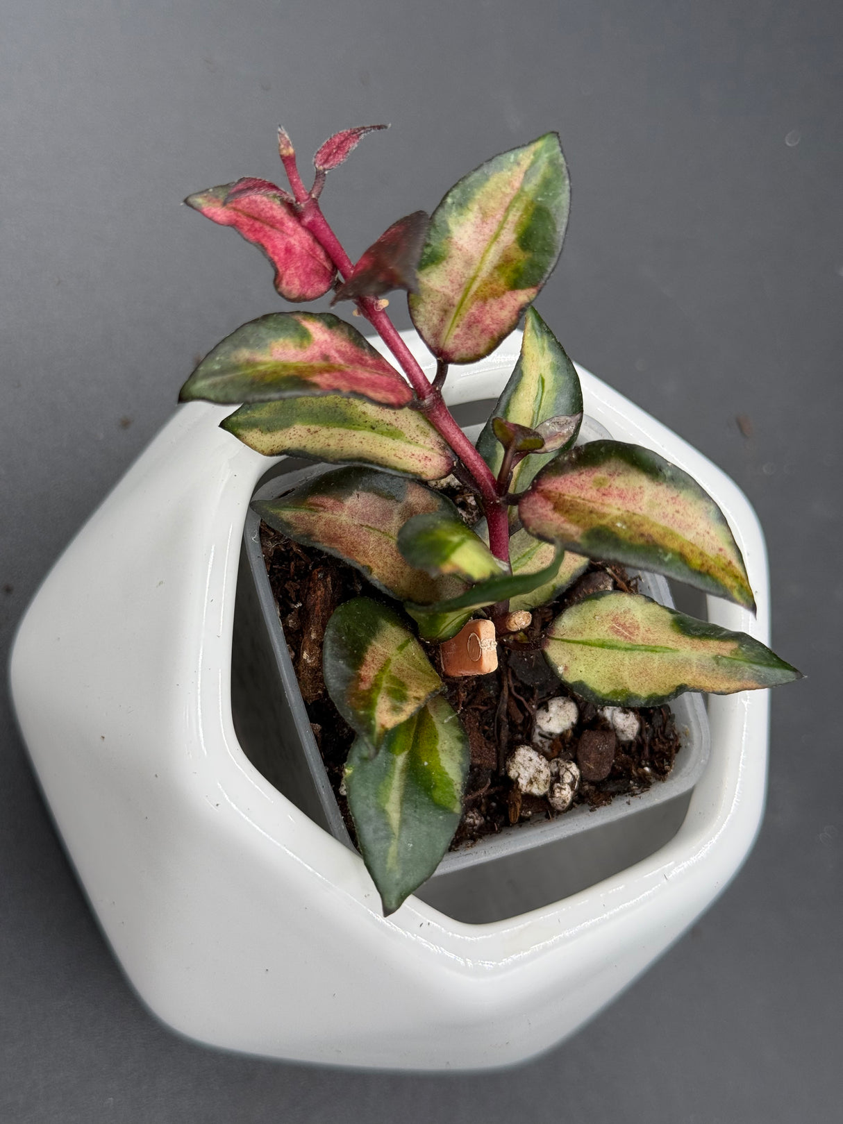lacunosa 'Scarlet Glow' (FKA 'Bruno' red) - WG-121