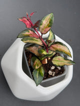 lacunosa 'Scarlet Glow' (FKA 'Bruno' red) - WG-121