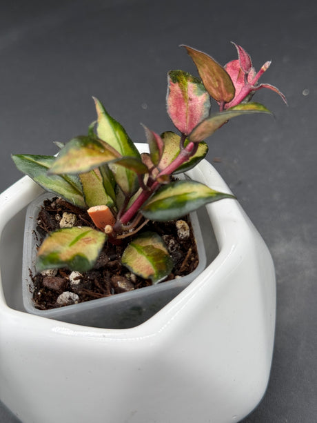 lacunosa 'Scarlet Glow' (FKA 'Bruno' red) - WG-121
