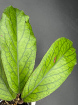 Vitellinoides - WG-107