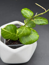 obscura (outer variegated) - WG-125