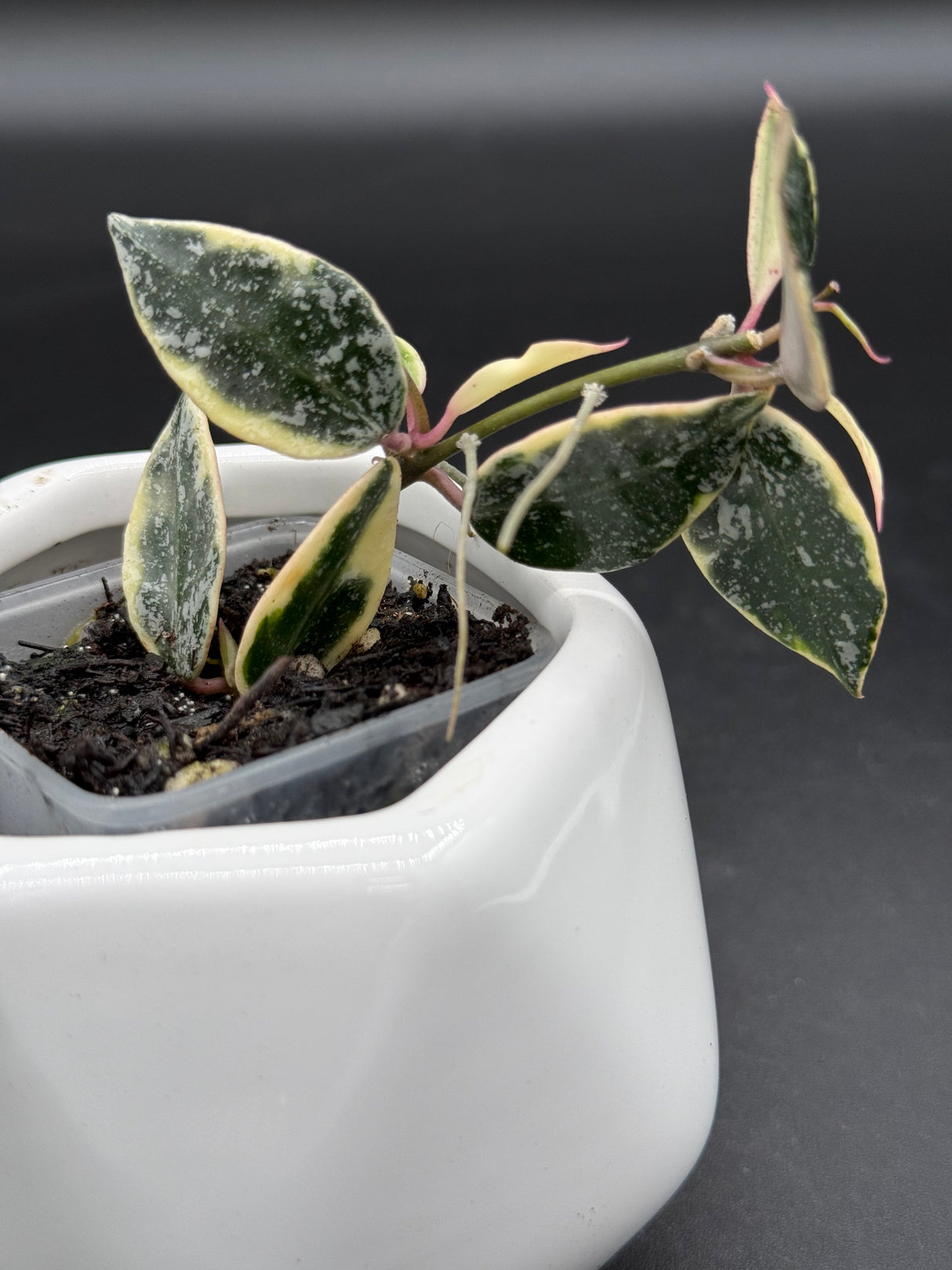 lacunosa 'Lumina' - WG-130