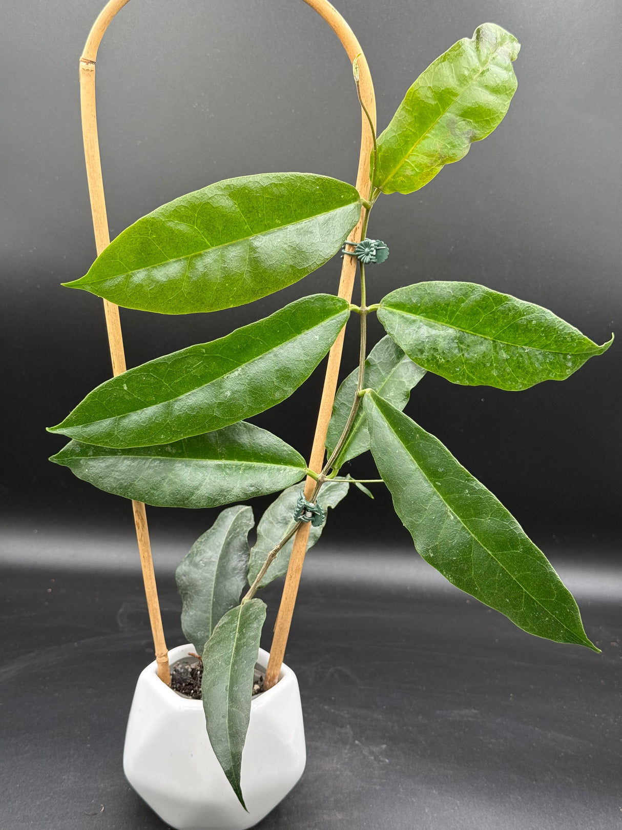 B2 'Srikandi NAP (wallichii (red) x versteegii) - WD-388
