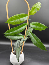 B2 'Srikandi NAP (wallichii (red) x versteegii) - WD-388