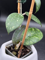 sp. aceh 'Exotica' - WF-137