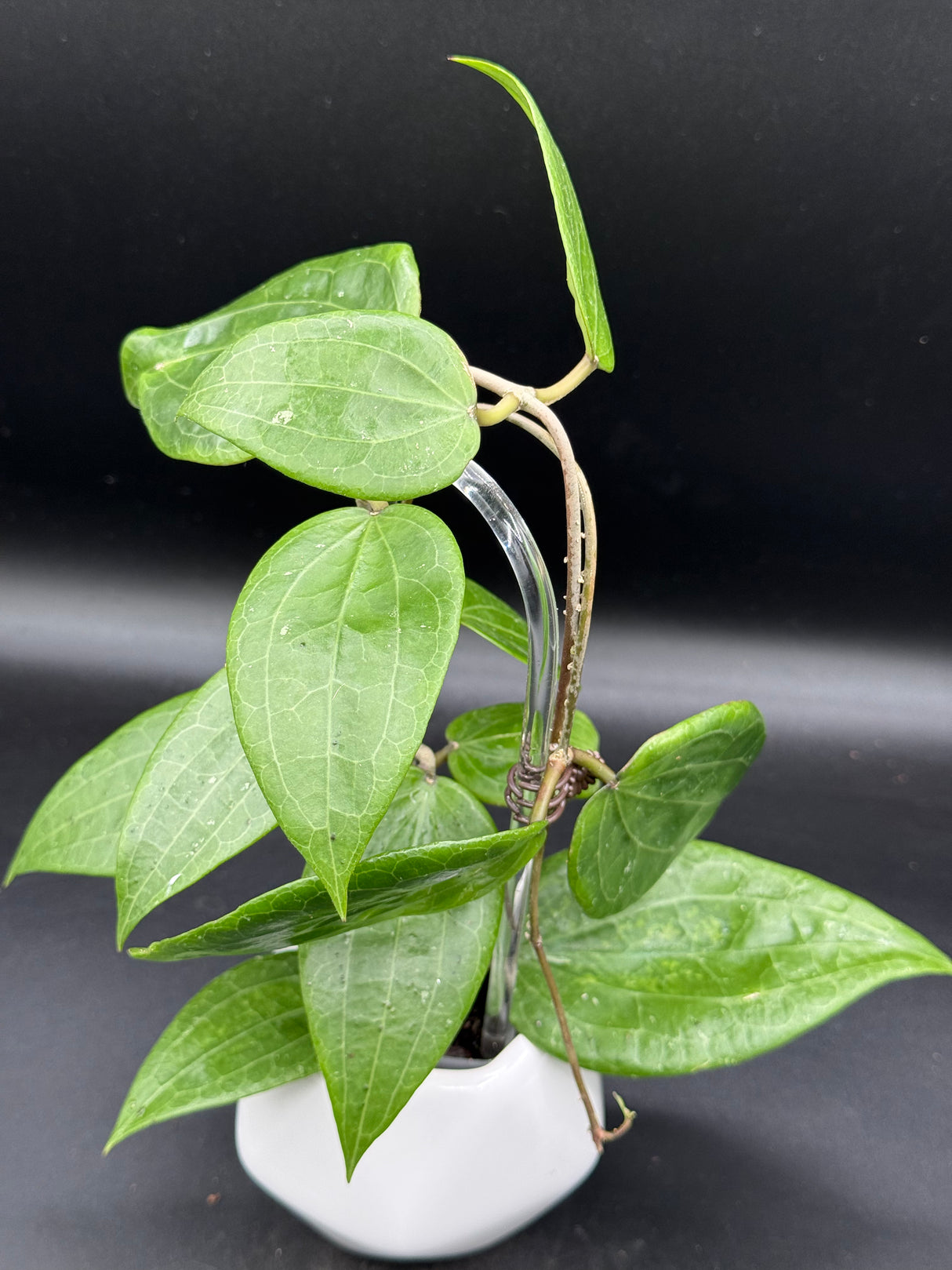 glabra (inner variegated REVERT) -WD-461