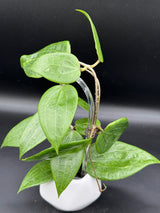 glabra (inner variegated REVERT) -WD-461