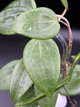 glabra (inner variegated REVERT) -WD-461