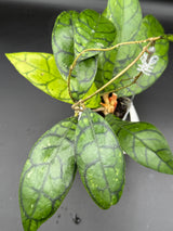 callistophylla AR17 - WE-470