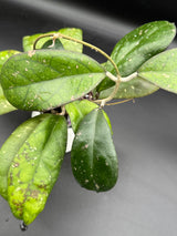 Leoensis -WE-469