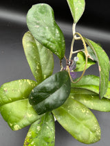 Leoensis -WE-469
