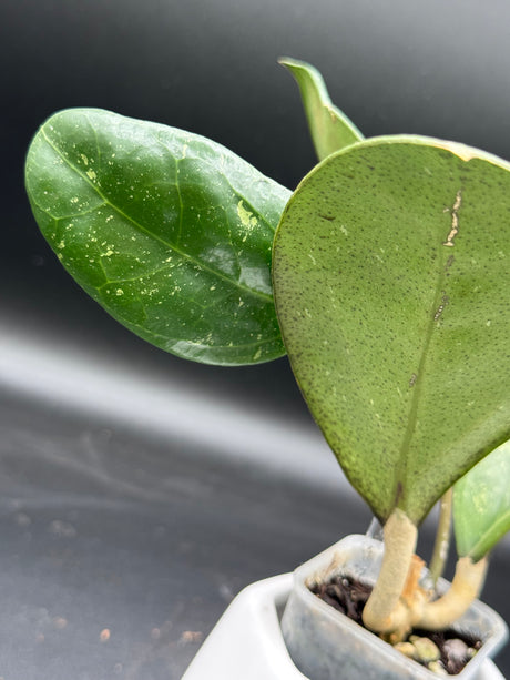 ovalifolia - WE-363