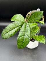 Callistophylla ’Vena’ - WD-474