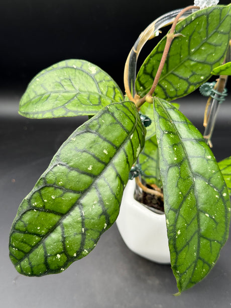 Callistophylla ’Vena’ - WD-474