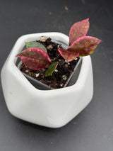 lacunosa 'Black Cherry' (UPTO15) - WG-418