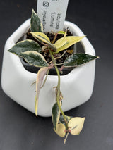 lacunosa 'Lumina' - WG-419