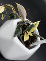 lacunosa 'Lumina' - WG-419