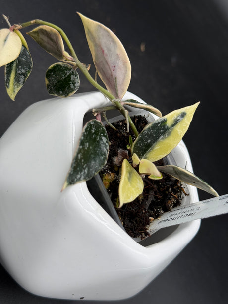 lacunosa 'Lumina' - WG-419