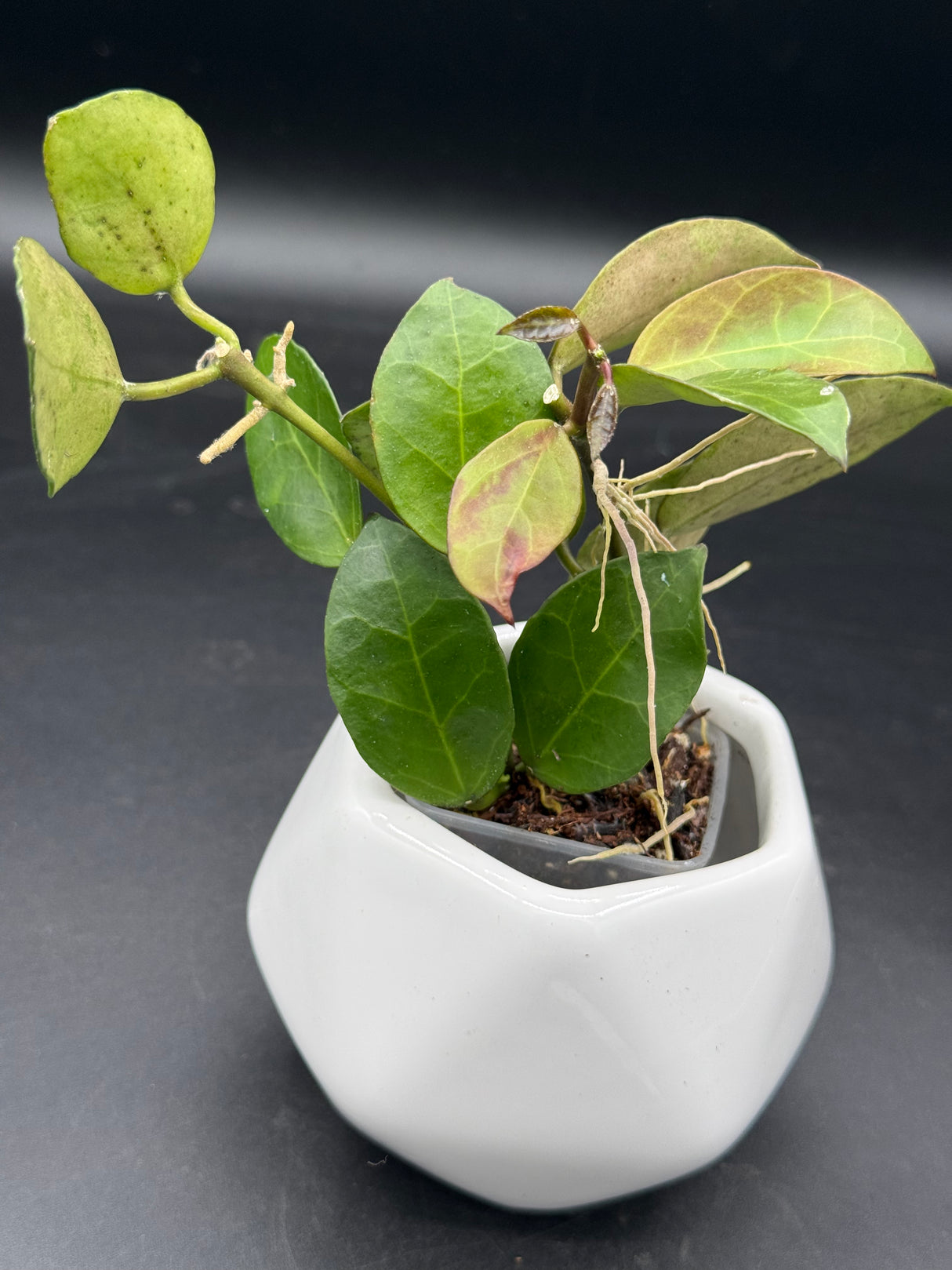 obscura (seedling, white UPT003) - WG-421