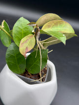 obscura (seedling, white UPT003) - WG-421