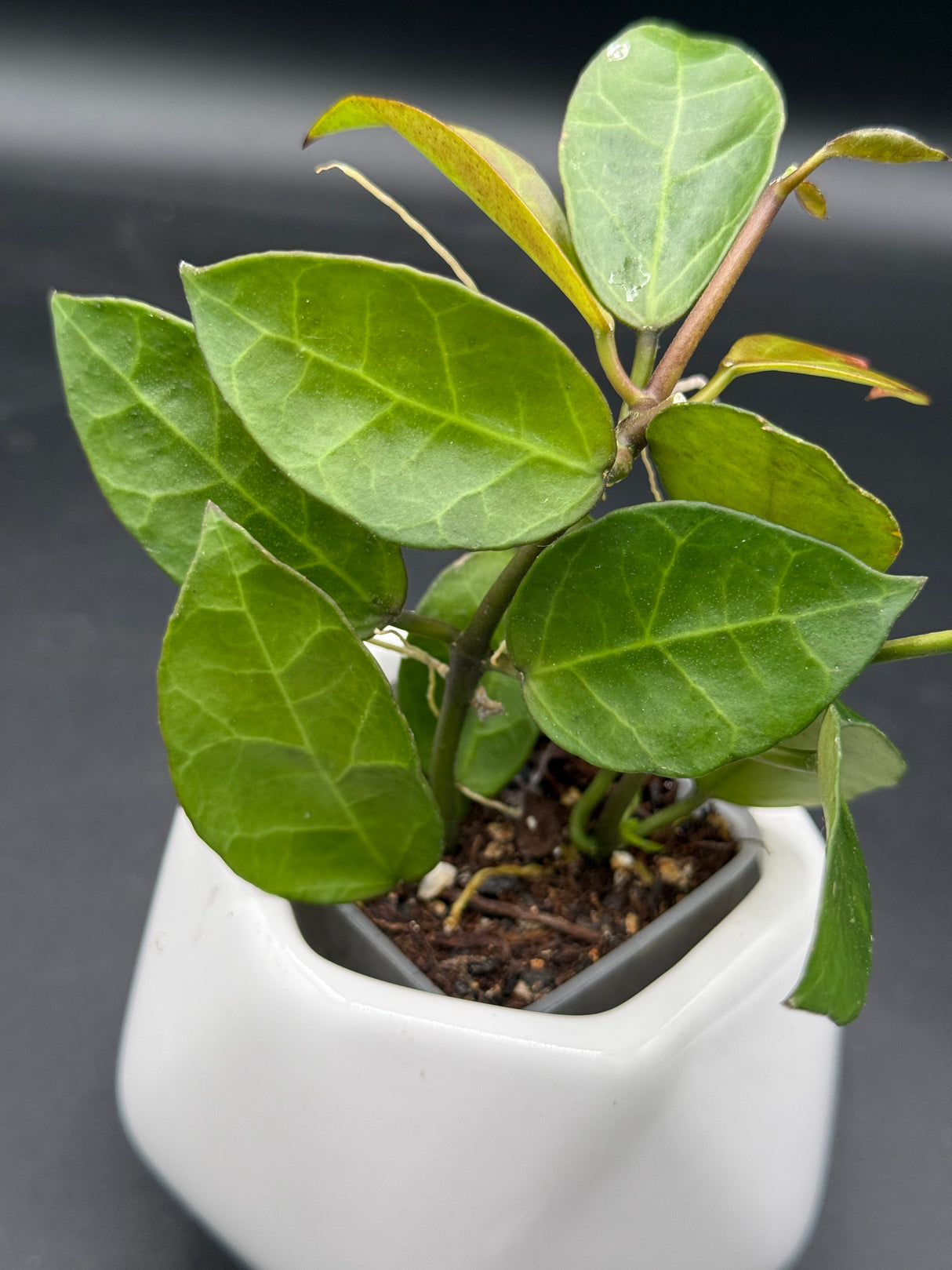 obscura (seedling, white UPT003) - WG-421