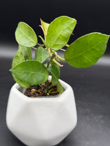 obscura (seedling, white UPT003) - WG-421
