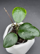 LP006 (caudata x erythrina) - WG-423