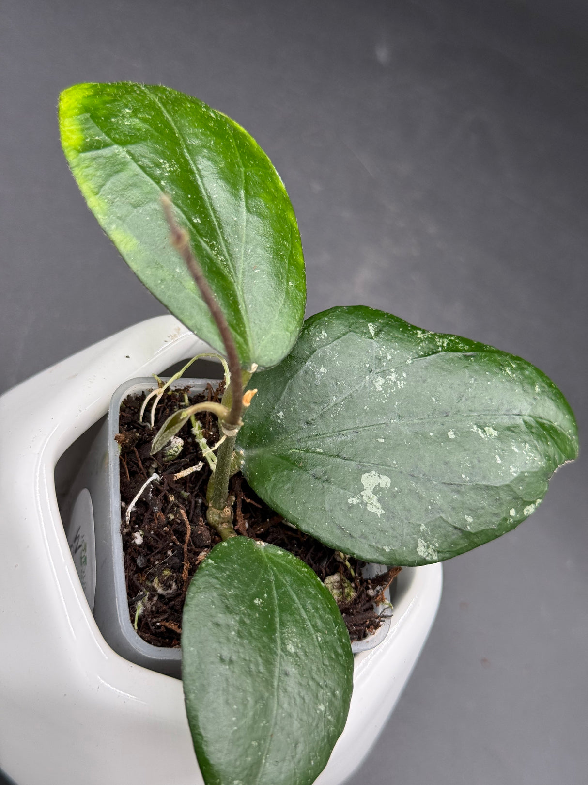 LP006 (caudata x erythrina) - WG-423