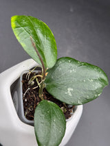 LP006 (caudata x erythrina) - WG-423