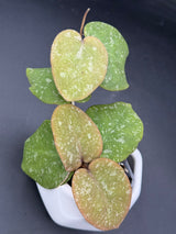 WRX103-100 (WRX46-11 x imbricata) - WG-425