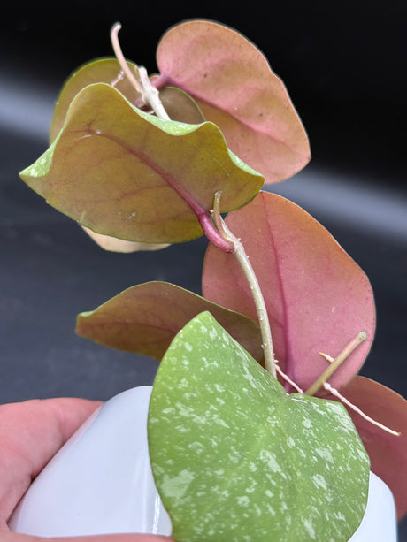 WRX103-100 (WRX46-11 x imbricata) - WG-425